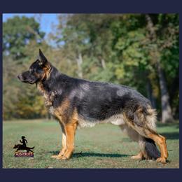 Bubble - German Shepherd