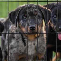 Bento - Harlequin male Beauceron puppy in Henderson, Nevada from Joie de Vie Beaucerons