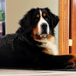 Paris - Bernese Mountain Dog