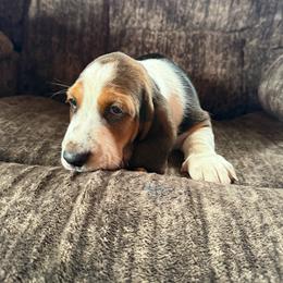 Maddy - Black brown and white female Basset Hound puppy in New Mexico from Zia Trail Doxies