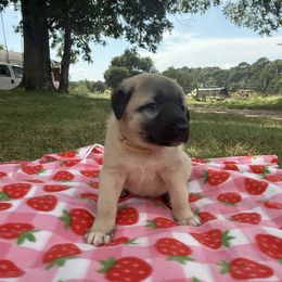 Josette - Fawn female Anatolian Shepherd Dog puppy in Starr, South Carolina from Home with Havanese