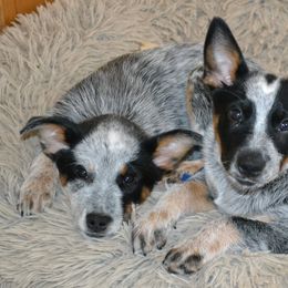 Australian Cattle Dogs from Hoo Doo Valley Heelers