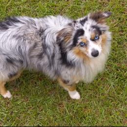 Rico - Miniature Australian Shepherd