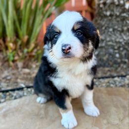 Flo - Black tri-color female Australian Shepherd puppy in Vista, California from Cummings Family Aussies