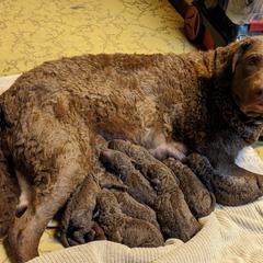 Chesapeake Bay Retriever and Golden Retriever Puppies from Lakes 'N Fields Retrievers