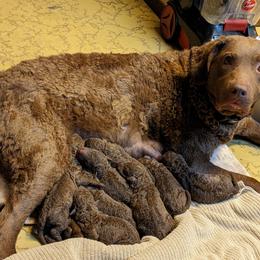 Chesapeake Bay Retriever and Golden Retriever Puppies from Lakes 'N Fields Retrievers
