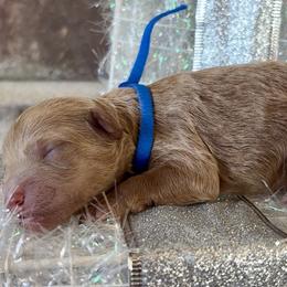 Ryder - Apricot male Goldendoodle puppy in Idabel, Oklahoma from Kay Kay’s Poodles & Doodles