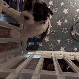Havanese Puppies from Havanese Puppies of Austin Texas