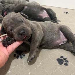 Porky-orange - Blue male Companion Cross puppy in Calimesa, California from BoujeePoodlesofsocal