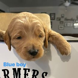 Goldendoodle Puppies from Clig Doodle Days