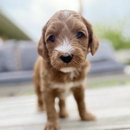 Astro - Apricot male Goldendoodle puppy in Twin Falls, Idaho from Magic Valley Family Doodles