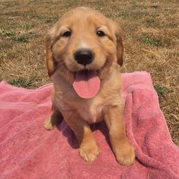 Jessie- Orange collar - Golden female Golden Retriever puppy in Tenino, Washington from Oak River Goldens'