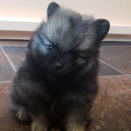 Pomeranians from FrasierLand Pom Parents