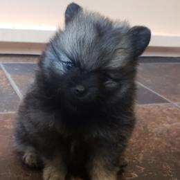 Pomeranians from FrasierLand Pom Parents