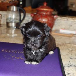 Bryant - Black male Havanese puppy in Hamptonville, North Carolina from Alabama Havanese Kennel