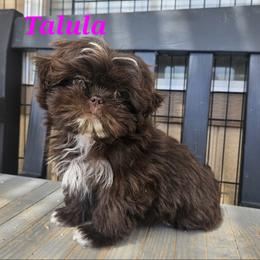 Maltese, Maltipoo, Poodle, and Shih Tzu Puppies from Marlees Puppies 1
