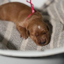 7 - Golden female Golden Retriever puppy in Fruitland, Idaho from Bethel Retrievers