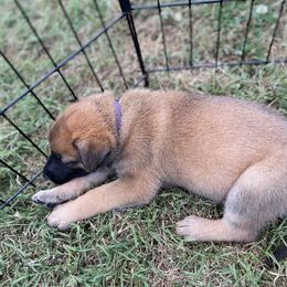 xDutch Shepherd Puppies from Crystal Coast K9 MHC