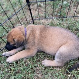 xDutch Shepherd Puppies from Crystal Coast K9 MHC