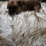 Arty - Liver male Shorkie puppy in Winters, California from Northern CA Shorkies