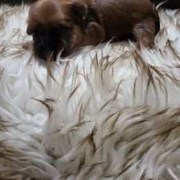 Arty - Liver male Shorkie puppy in Winters, California from Northern CA Shorkies