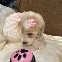 Princess - Parti female Poodle puppy in Mobile, Alabama from Semmy’s Standard Poodle LLC