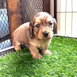 Thunder - Dapple male Dachshund puppy in Mc Donough, Georgia from L & J Kennel