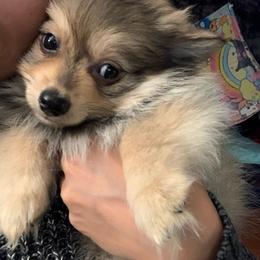 Sunny - Orange sable female Pomeranian puppy in Los Angeles, California from Lucky Poms of LA