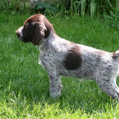 Bracco Italiano and German Wirehaired Pointer Puppies from Claddagh Kennel