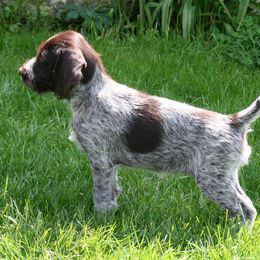 Bracco Italiano and German Wirehaired Pointer Puppies from Claddagh Kennel