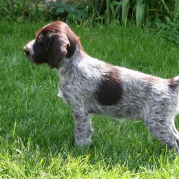 Bracco Italiano and German Wirehaired Pointer Puppies from Claddagh Kennel
