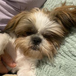 LuLu - Shih Tzu