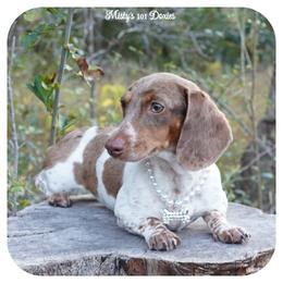 Tawny - Dachshund