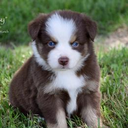 Mopsy - Red tri female Miniature Australian Shepherd puppy in Evant, Texas from Lazy VT Bar Ranch