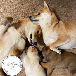 Shiba Inu Puppies from EndThyme Acres
