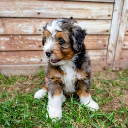 Primrose - Merle female Bernedoodle puppy in Gilbert, Arizona from San Tan Doodles