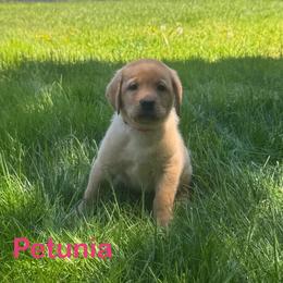 Petunia - Yellow female Labrador Retriever puppy in Tigard, Oregon from Morrison Labrador Retreivers