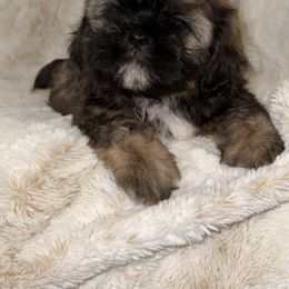 Shih Tzu Puppies from Our ShihTzu Family
