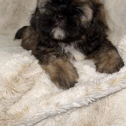 Shih Tzu Puppies from Our ShihTzu Family