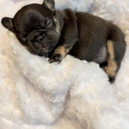French Bulldog Puppies from Horror Line Frenchies