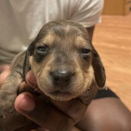 Dachshund Puppies from L & J Kennel