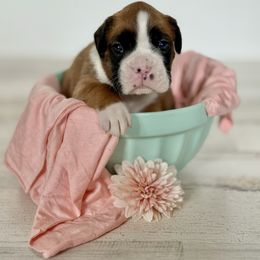 Charlee - Fawn female Boxer puppy in Grove City, Ohio from Krieger Family Boxers