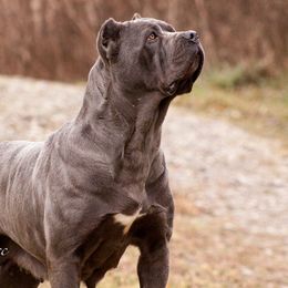 Venus - Cane Corso