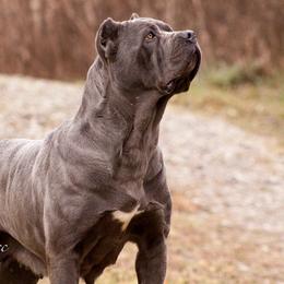 Venus - Cane Corso
