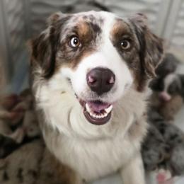 Cocoa - Australian Shepherd