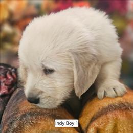 Indy Boy 3 - Light golden male Golden Retriever puppy in Niles, Michigan from Family Raised Goldens