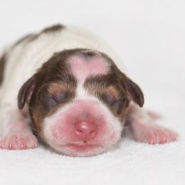 Lily - Piebald female Dachshund puppy in Desloge, Missouri from Snows Doxies
