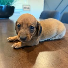 Raven - Sable female Dachshund puppy in Agua Dulce, Texas from Sunny EP Weenies