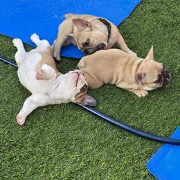 French Bulldog Puppies from Mosaic French Bulldogs