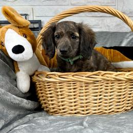 Tex - Brindle male Dachshund puppy in Three Rivers, Michigan from Michiana Dachshunds